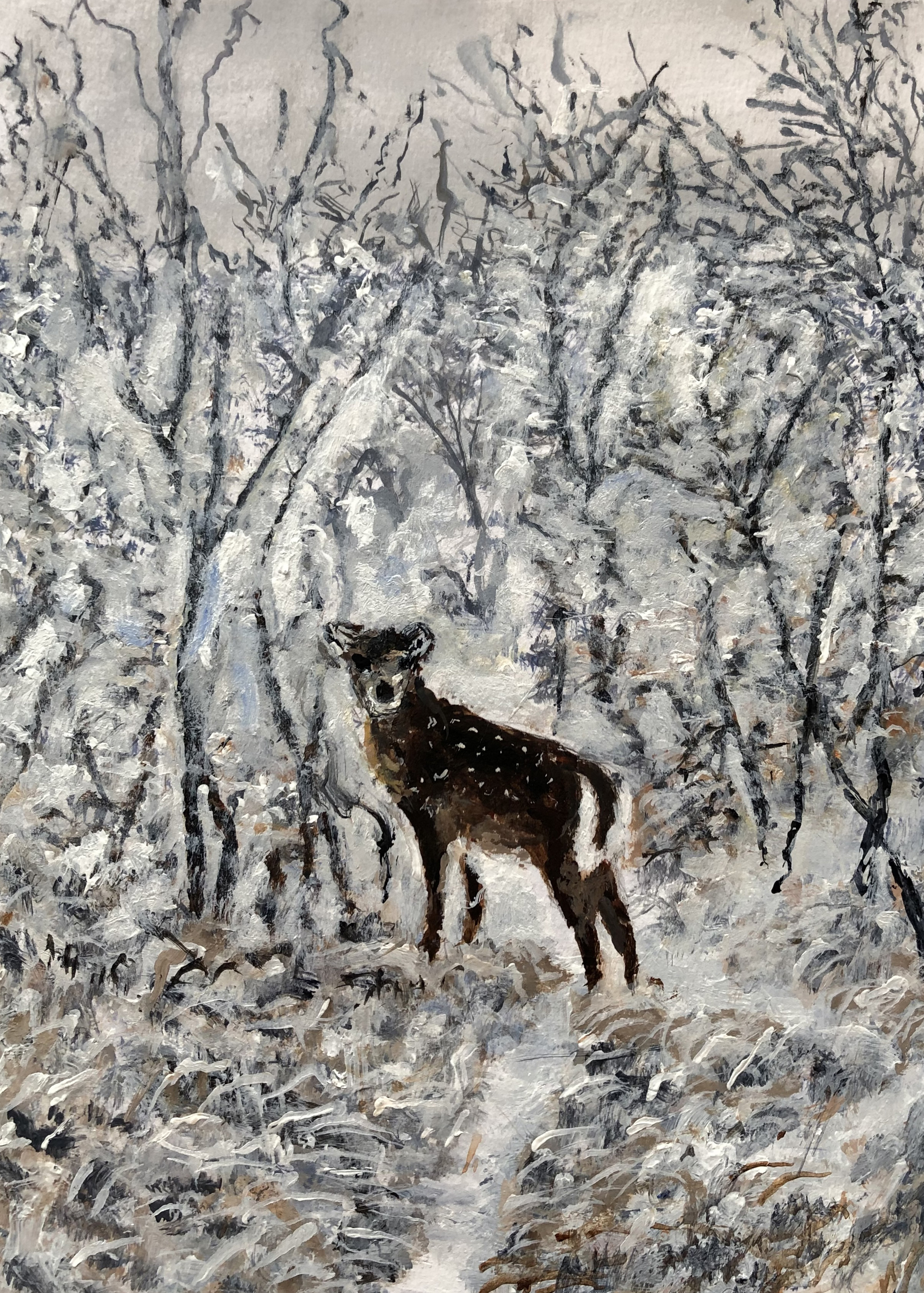Deer In Frosty Forest