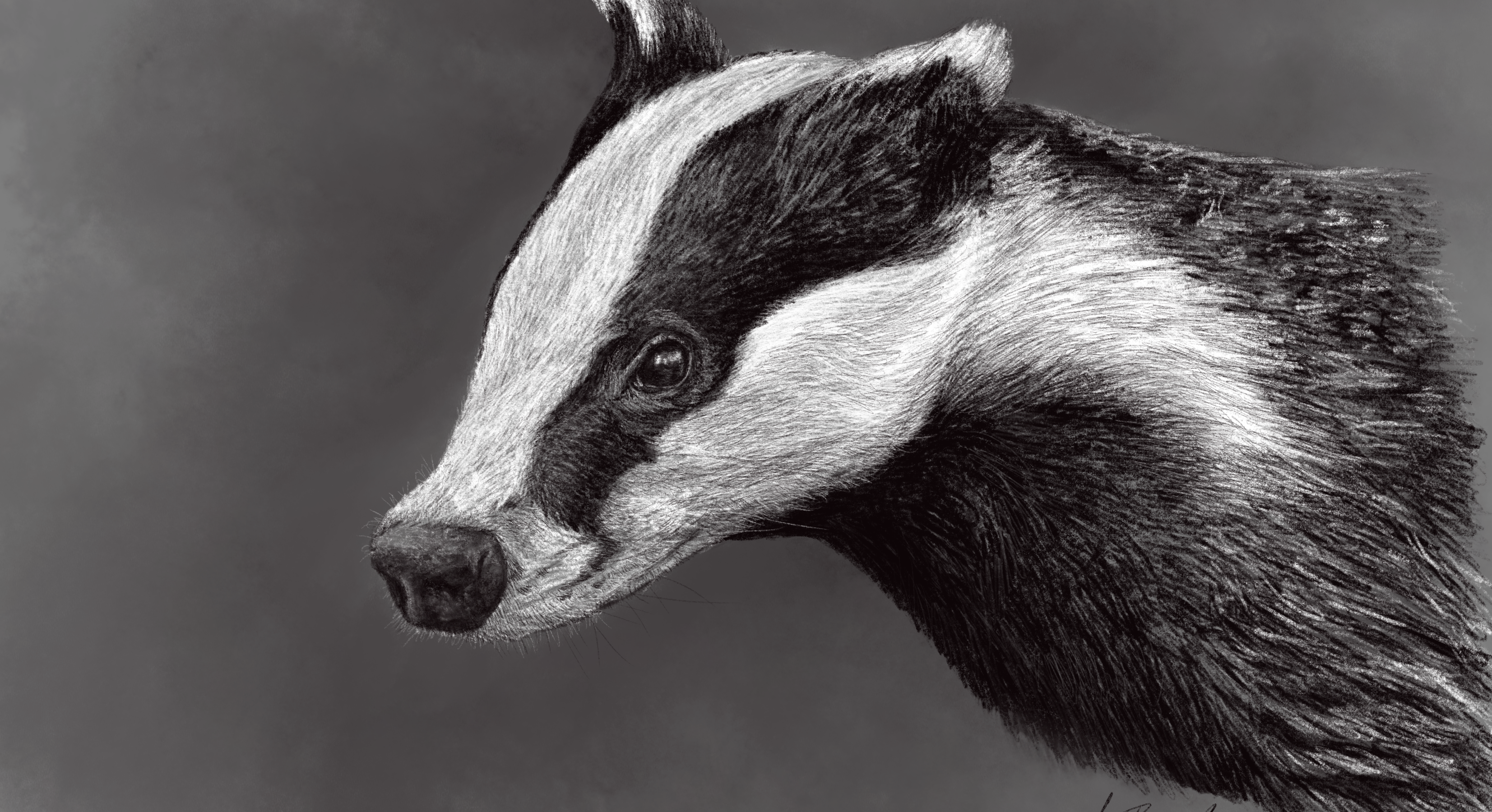 Completed Artwork European Badger (Meles Meles) (1)