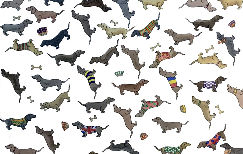 Dachshund